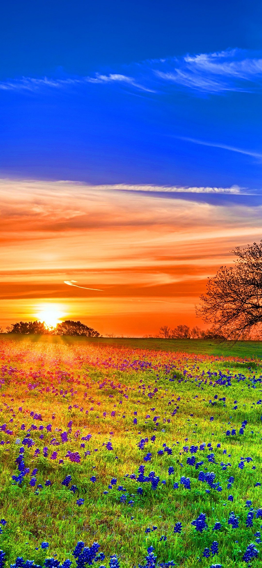 夕暮れ時 青とオレンジのグラデーションの空 紫の花と草原 Google Pixel 5 Android 壁紙 待ち受け Sumaran