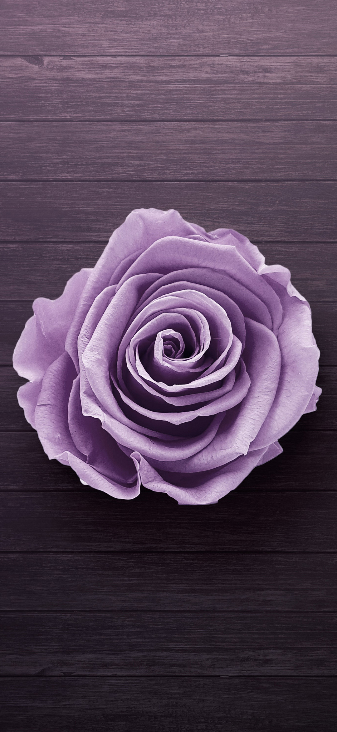 上から見た薄い紫の薔薇 Find X Android 壁紙 待ち受け Sumaran