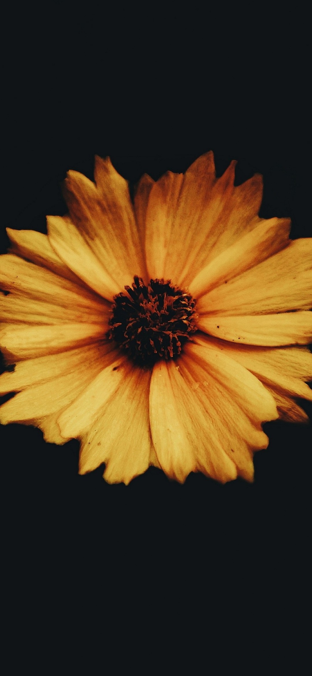 Yellow Flower With Many Petals Redmagic 5 Android スマホ壁紙 待ち受け スマラン