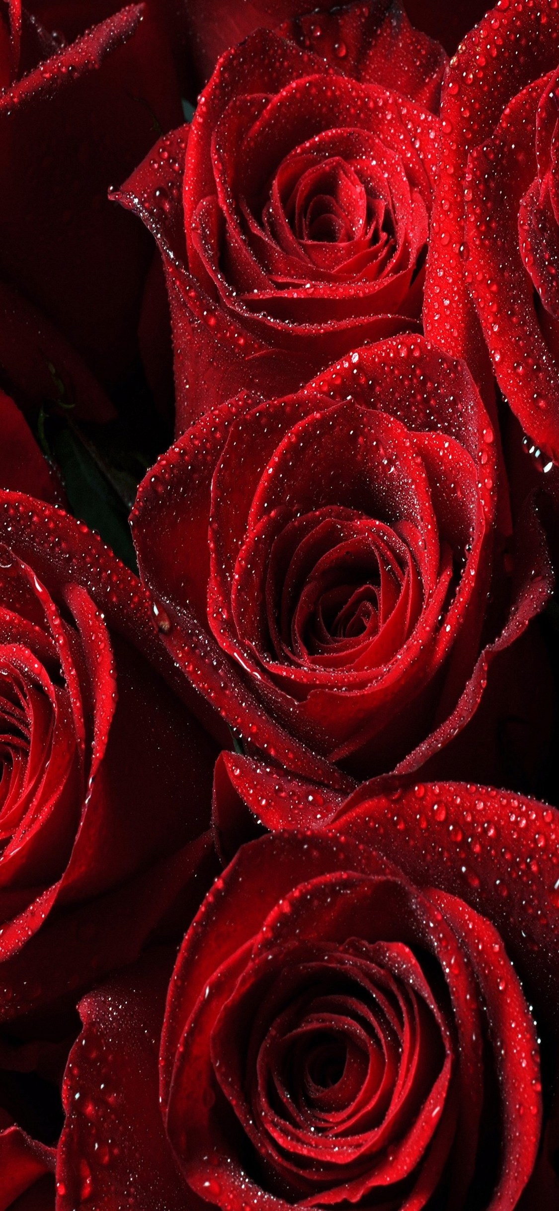 複数の赤い薔薇 Iphone Xs スマホ壁紙 待ち受け スマラン