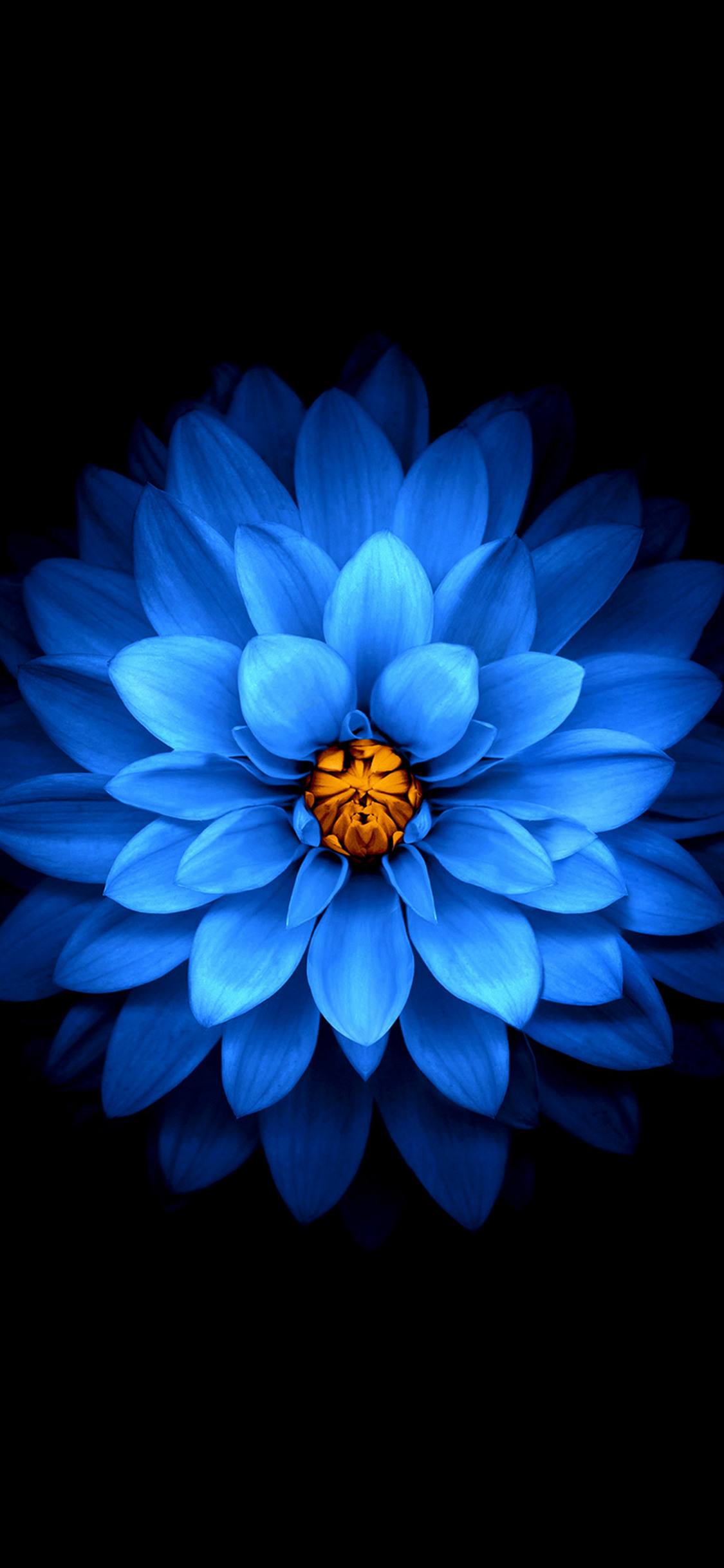 綺麗な青い花 Iphone X スマホ壁紙 待ち受け スマラン