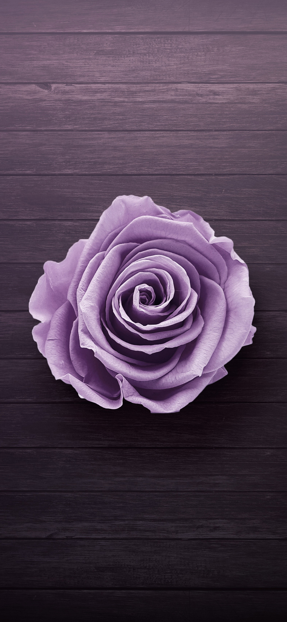 木のフロアー 紫の薔薇 Iphone 11 Pro スマホ壁紙 待ち受け スマラン