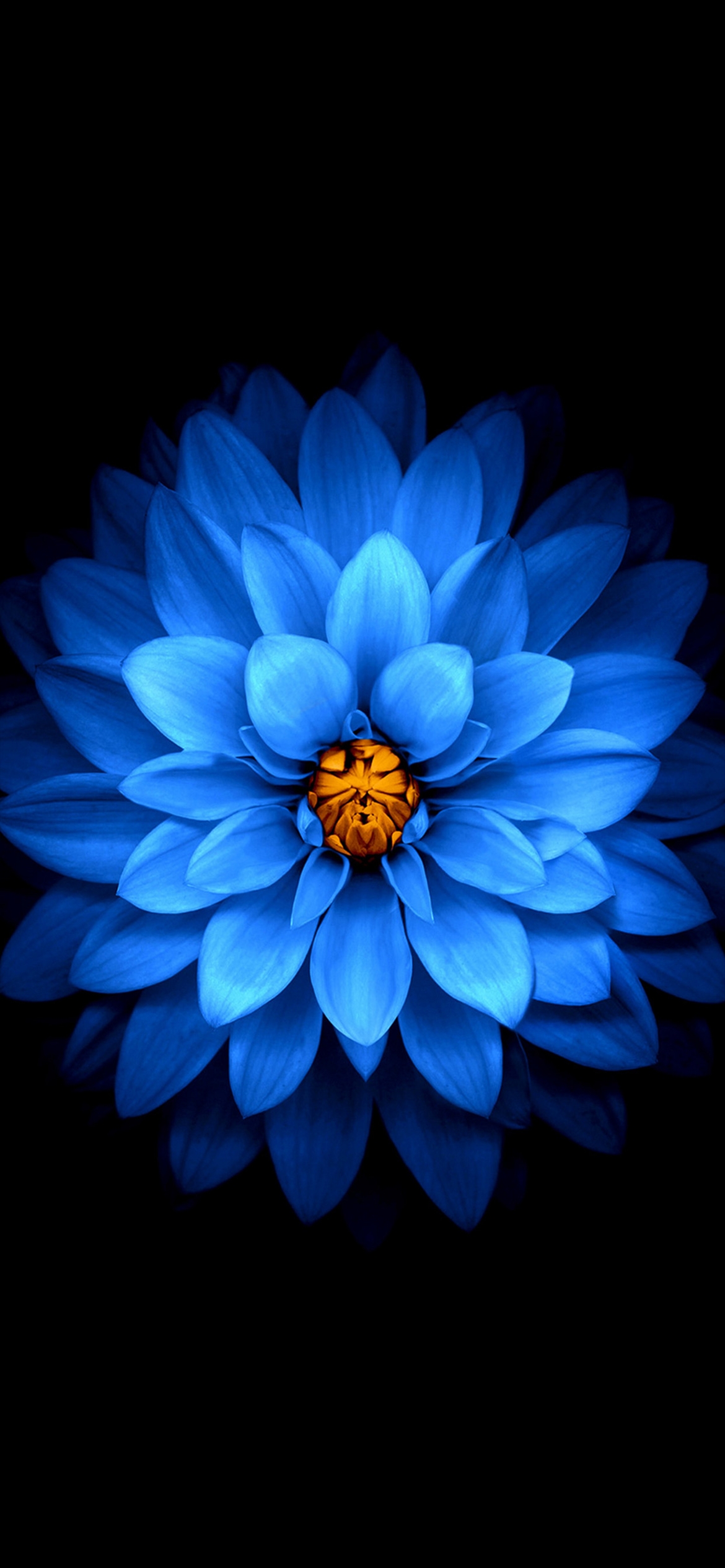 花びらの多い青い花 Iphone 12 Pro スマホ壁紙 待ち受け スマラン
