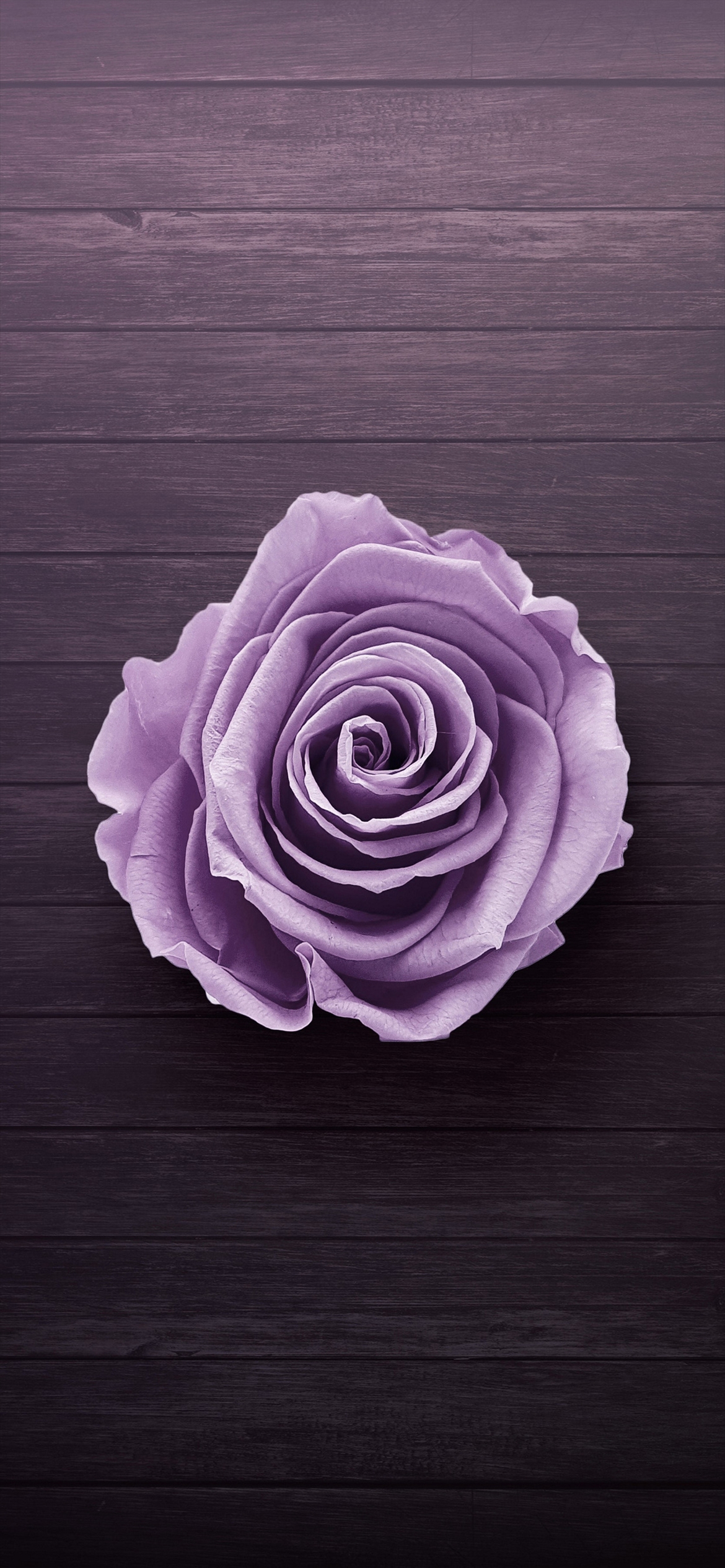 上から見た紫の薔薇 Iphone 12 Pro 壁紙 待ち受け スマラン
