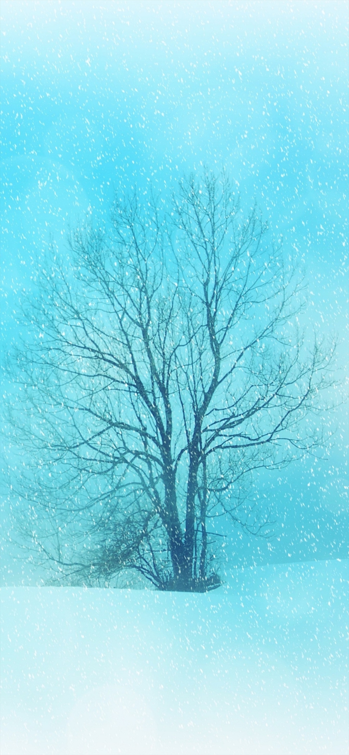 青い冬 雪と枯れ木 Iphone 12 壁紙 待ち受け スマラン