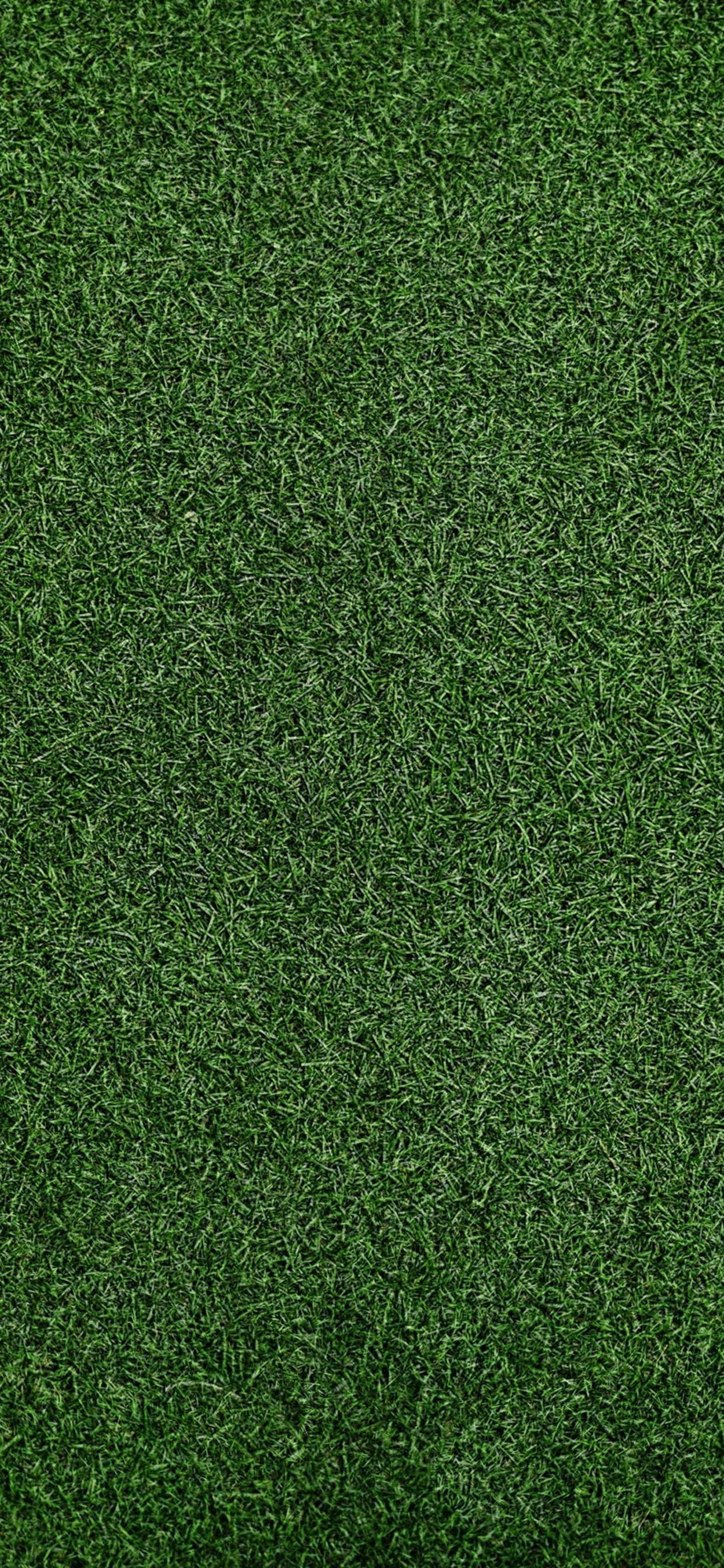 刈り取られた緑の芝生 Iphone Xs Max スマホ壁紙 待ち受け スマラン