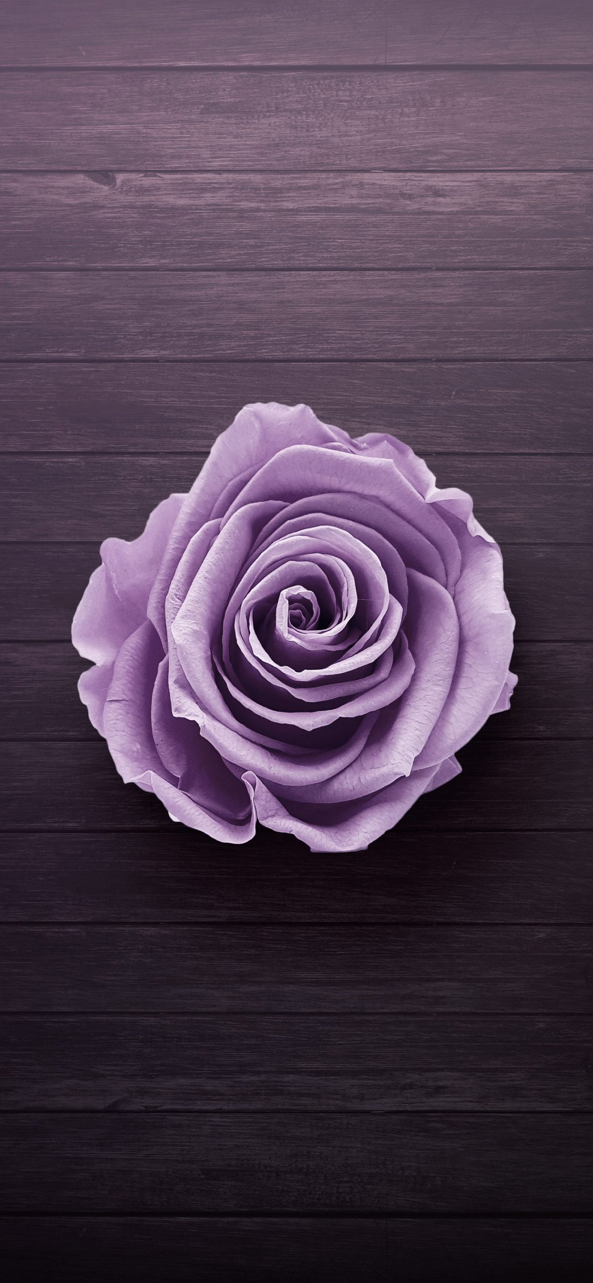 綺麗な紫の薔薇 Iphone Xs Max 壁紙 待ち受け Sumaran