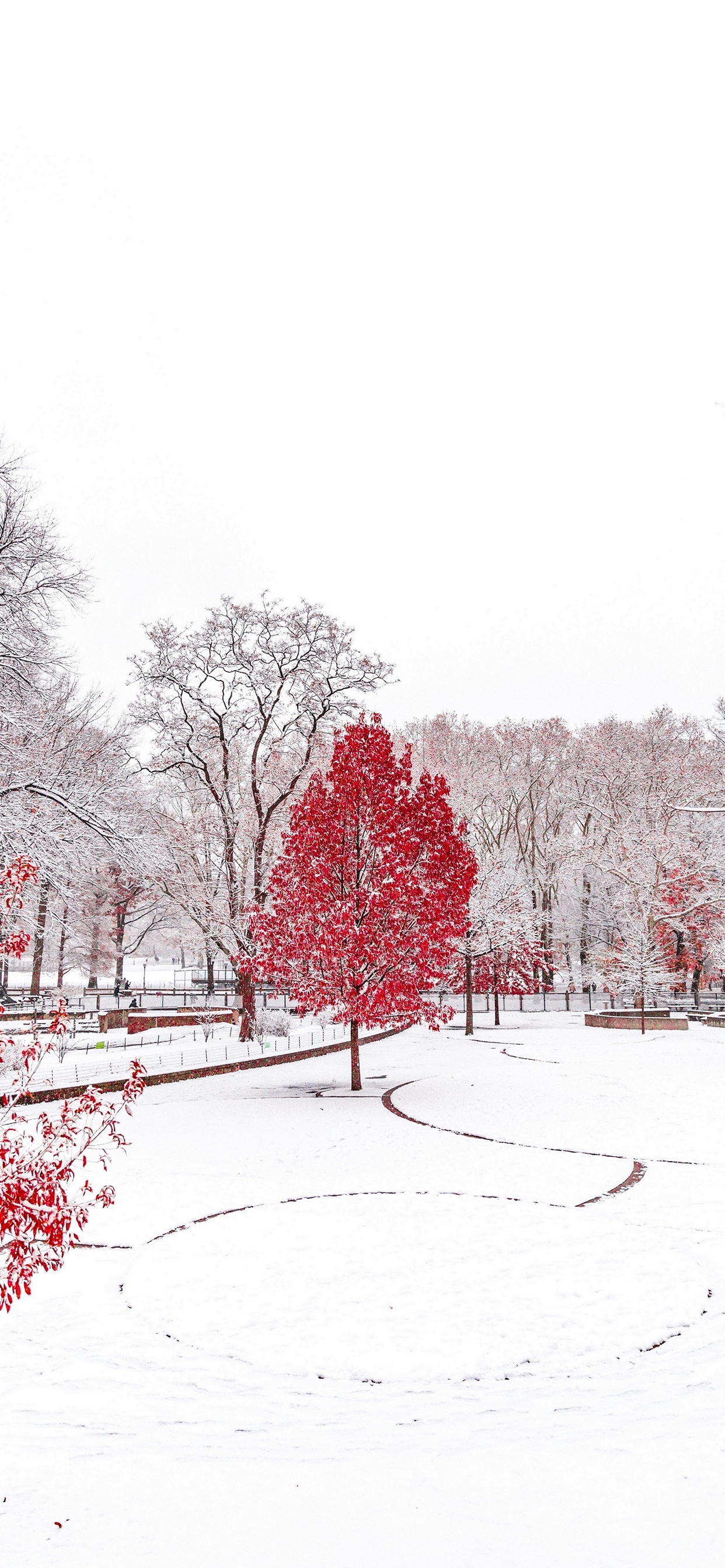 綺麗な冬の公園と赤い木 Iphone 12 Pro Max スマホ壁紙 待ち受け スマラン
