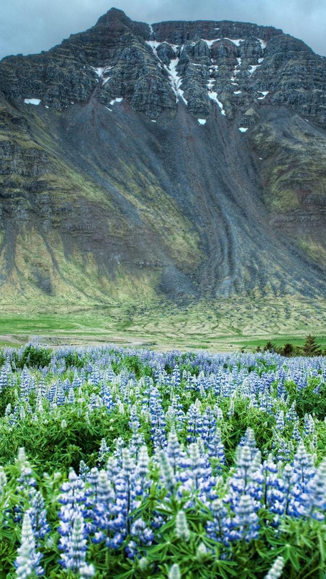 荒涼とした山と紫の花畑 Iphone 5 壁紙 待ち受け スマラン