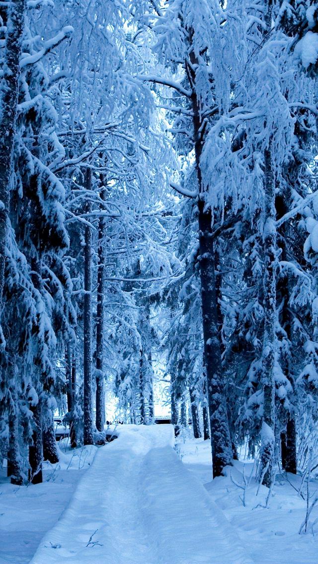 白い雪で覆われた森の道 Iphone Se 第1世代 スマホ壁紙 待ち受け スマラン