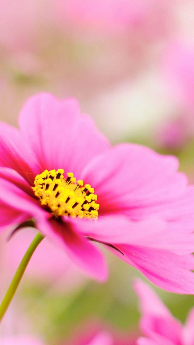 ピンクの綺麗な花 Iphone 5 スマホ壁紙 待ち受け スマラン