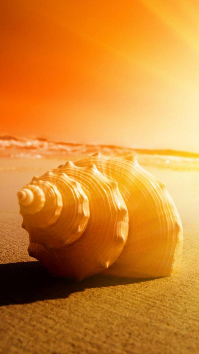 夕日の浜辺 綺麗な大きな貝殻 Iphone Se 第1世代 スマホ壁紙 待ち受け スマラン