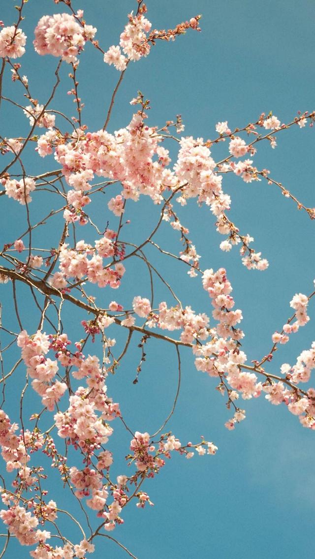 綺麗な桜の花 Iphone 5 スマホ壁紙 待ち受け スマラン