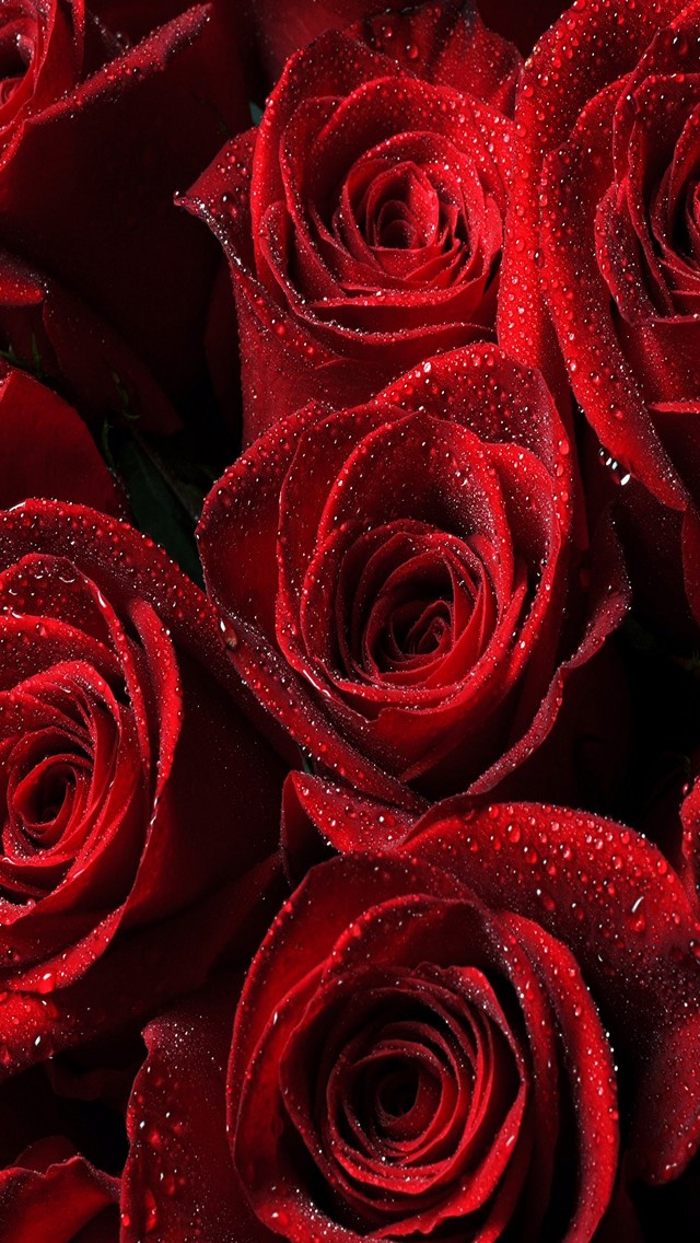 綺麗な赤い薔薇 Iphone 5 スマホ壁紙 待ち受け スマラン