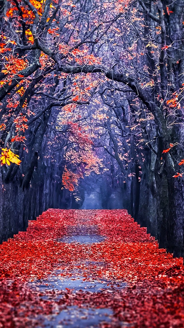美麗な紅葉の街路樹 Iphone 5 スマホ壁紙 待ち受け スマラン