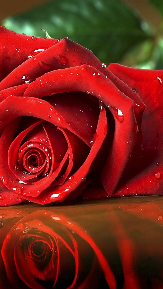 水滴がついた綺麗な赤い薔薇 Iphone Se 第1世代 スマホ壁紙 待ち受け スマラン