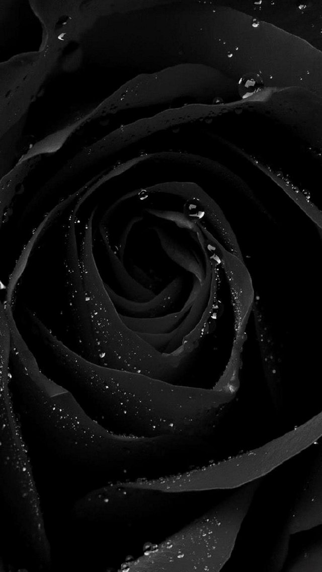 水滴のついた黒い薔薇 Iphone 5 スマホ壁紙 待ち受け スマラン