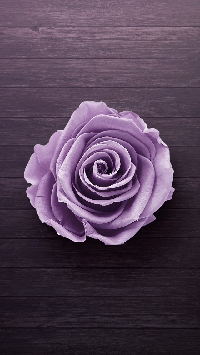 綺麗な薄紫の薔薇 Iphone Se 第1世代 スマホ壁紙 待ち受け スマラン