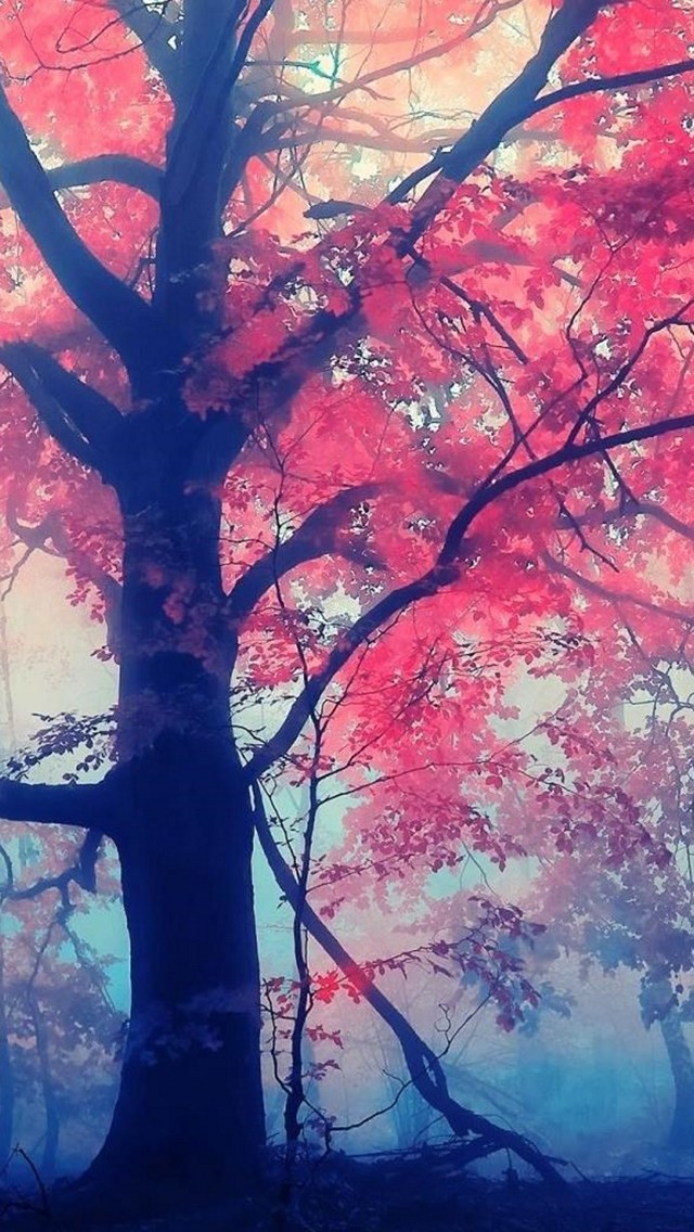 秋の幻想的な大木 Iphone 5 壁紙 待ち受け スマラン