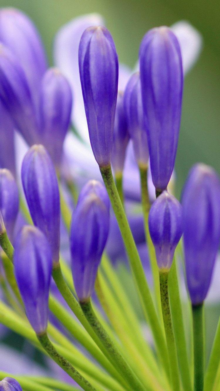 紫の花 緑の茎 Iphone Se 第2世代 壁紙 待ち受け スマラン