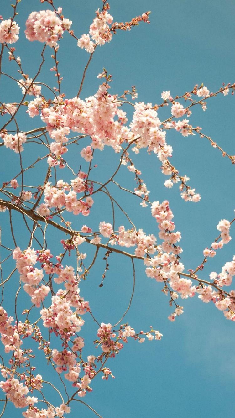 綺麗なピンクの桜の花 Iphone 8 スマホ壁紙 待ち受け スマラン