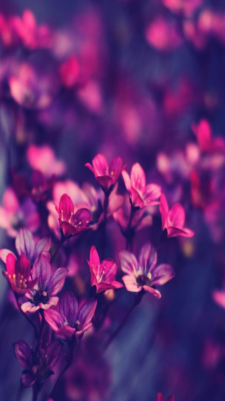 赤紫の美しい花 Iphone 6s 壁紙 待ち受け スマラン