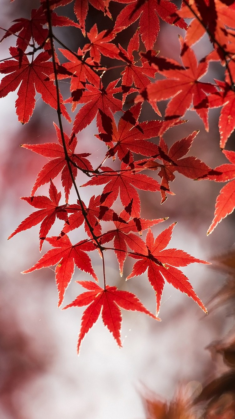 綺麗な紅葉の写真 Iphone 8 壁紙 待ち受け Sumaran