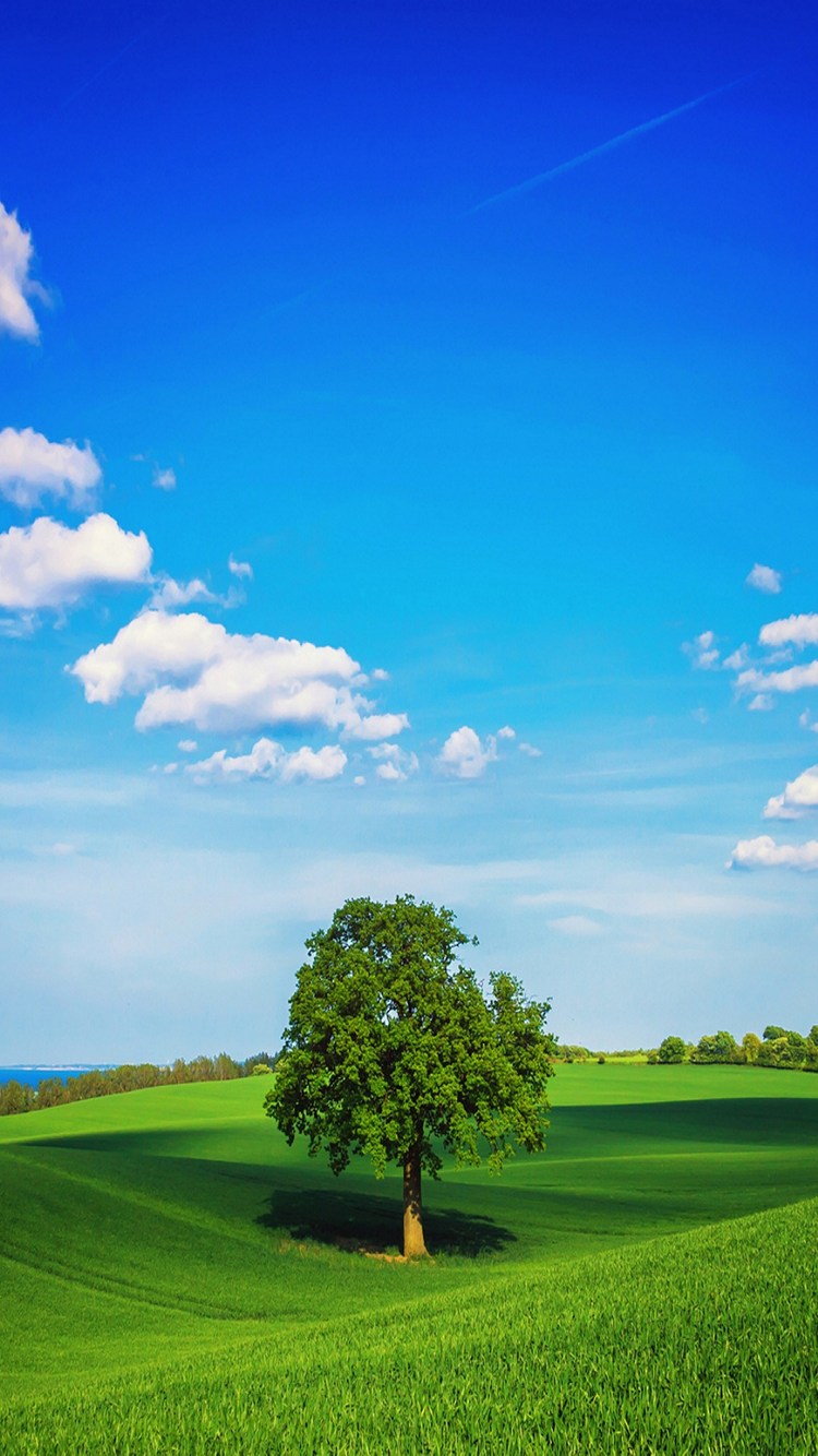 緑の大木 雲の多い青空 Iphone Se 第2世代 壁紙 待ち受け Sumaran