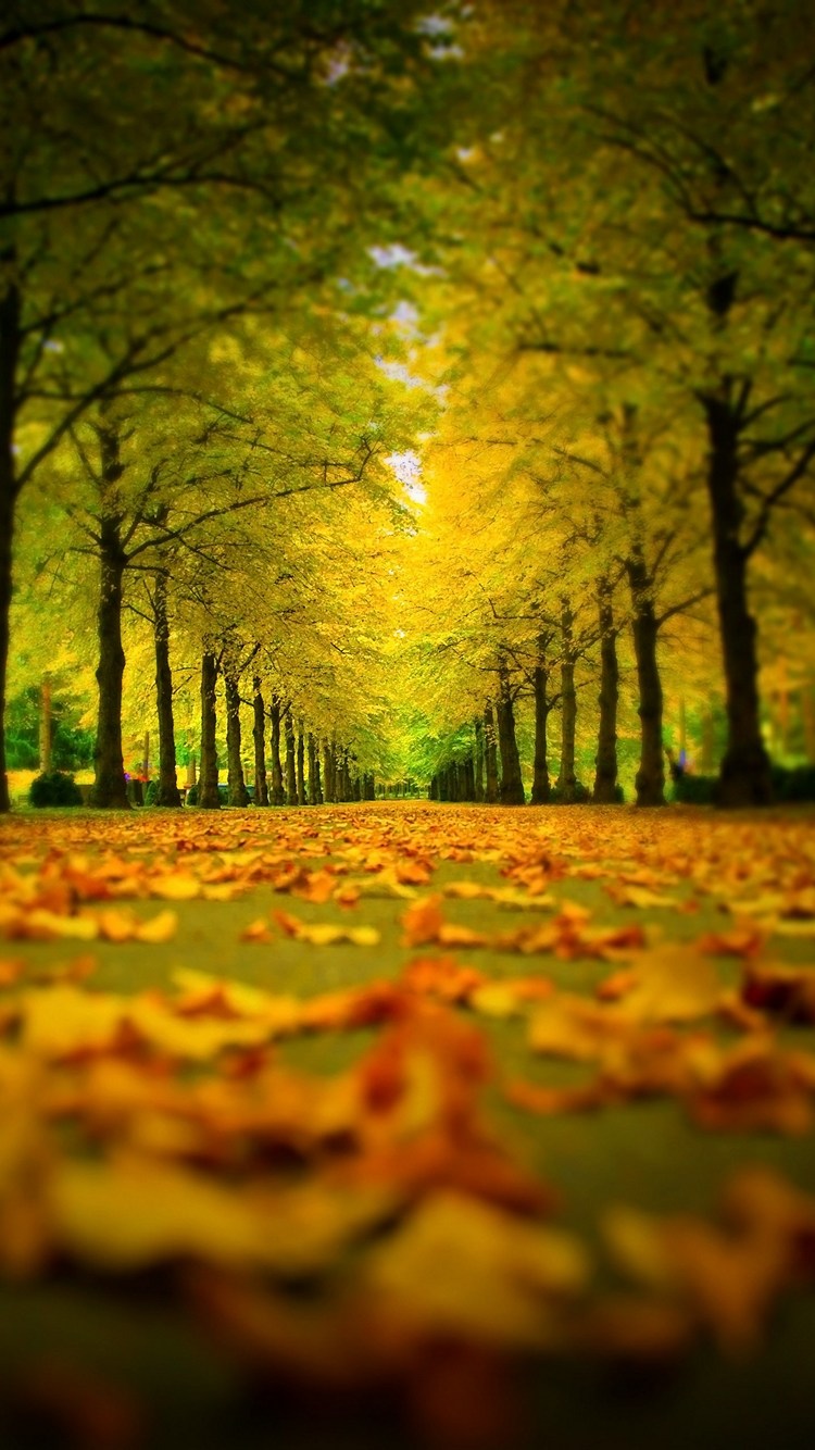 秋 黄色の落ち葉 真っすぐな道 Iphone 8 壁紙 待ち受け スマラン