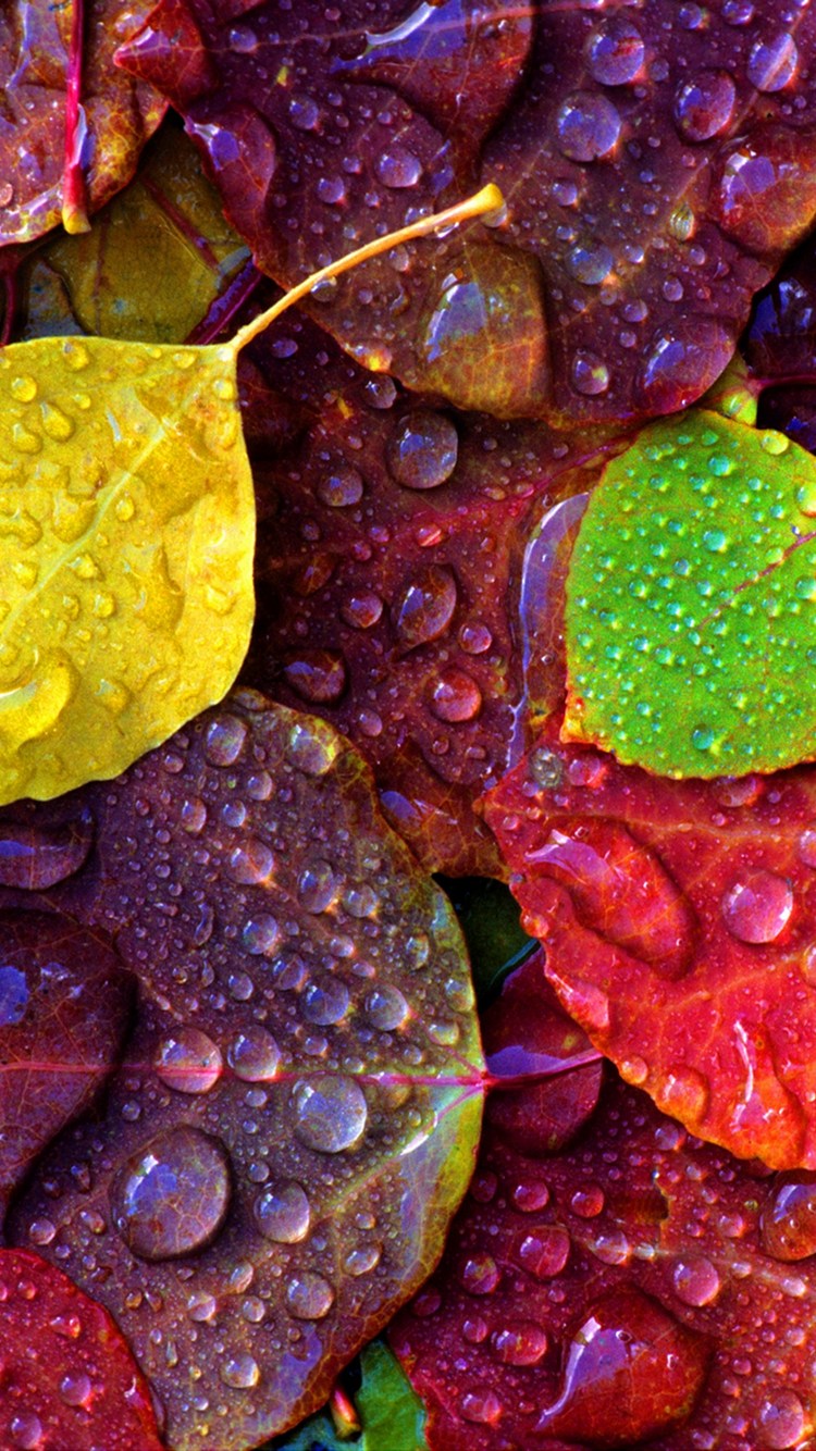 雨の日の紅葉の落ち葉 Iphone 8 スマホ壁紙 待ち受け スマラン