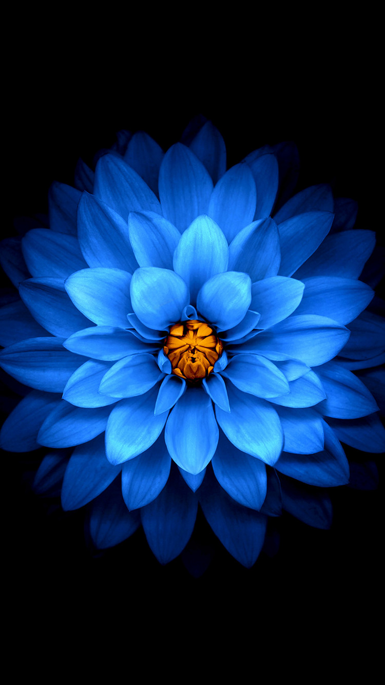 正面から撮影した青い花 Iphone 6s スマホ壁紙 待ち受け スマラン