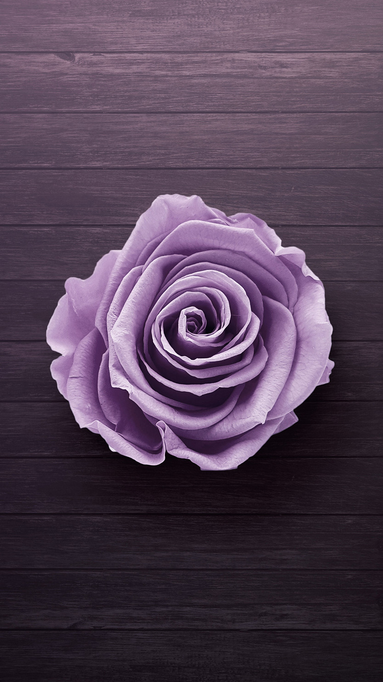綺麗な紫の薔薇 Iphone 6s スマホ壁紙 待ち受け スマラン