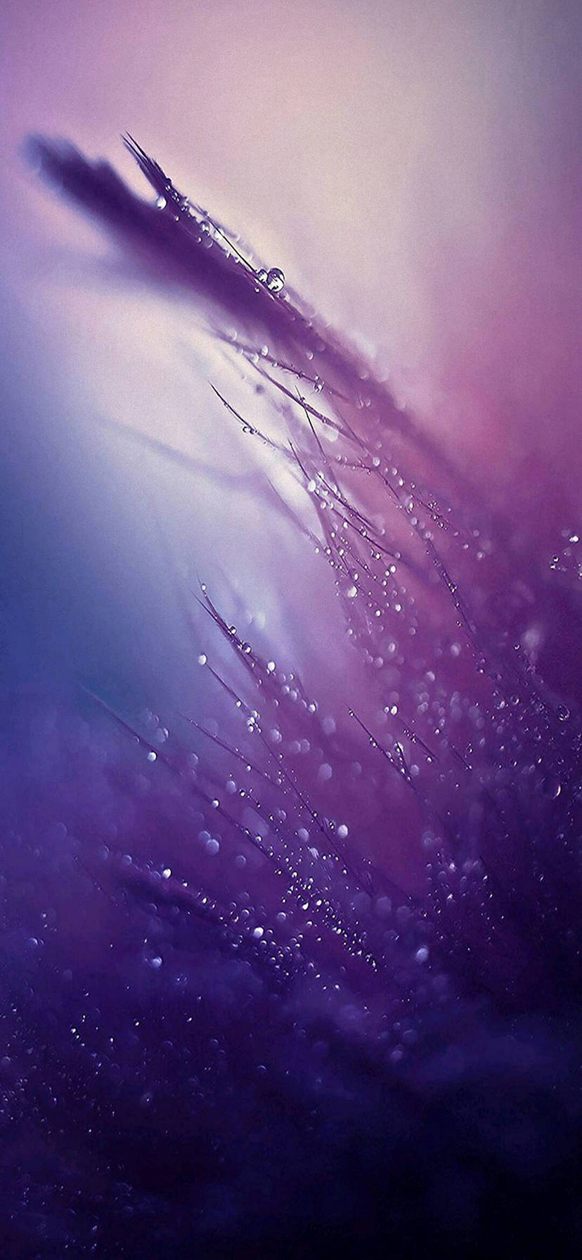 綺麗な紫の濡れた草 Iphone Xr 壁紙 待ち受け スマラン