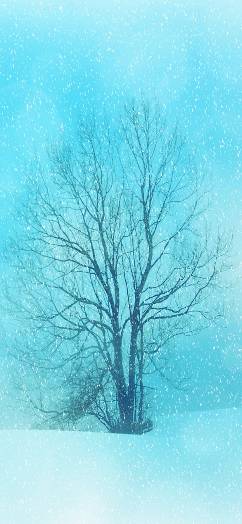 雪景色と枯れ木 Iphone Xr スマホ壁紙 待ち受け スマラン