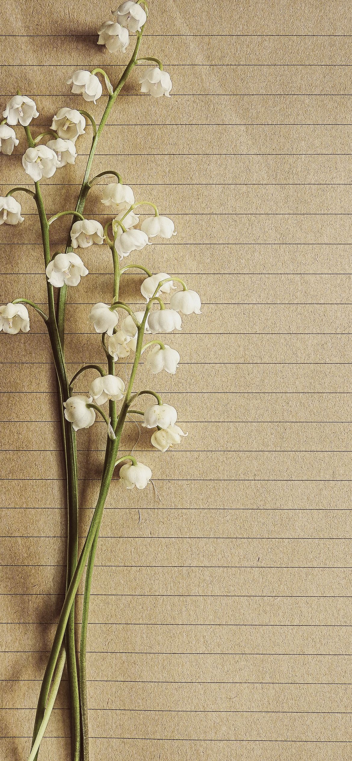 茶色のノートと可愛い白い花 Iphone 12 Pro 壁紙 待ち受け Sumaran