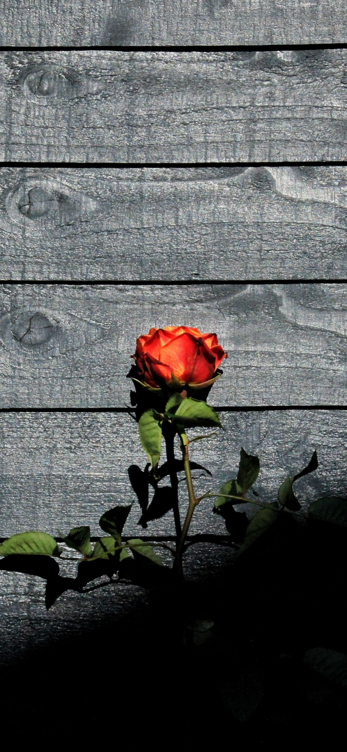黒い木の板と赤い薔薇 Iphone 12 壁紙 待ち受け スマラン