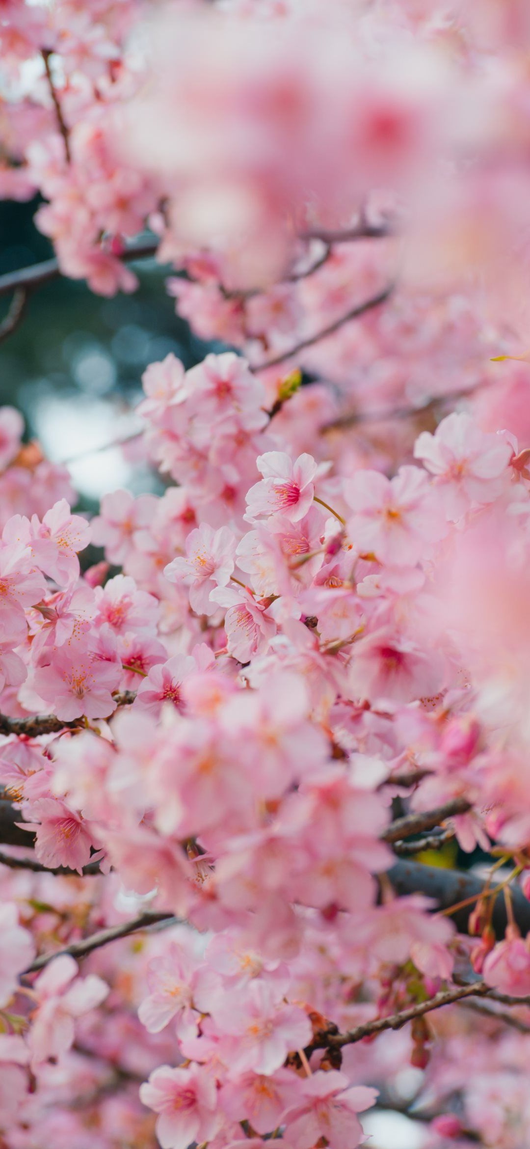 画面いっぱいの桜の花 Redmagic 5 Android 壁紙 待ち受け スマラン