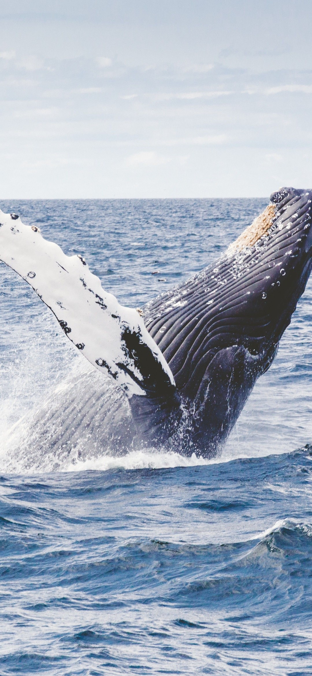 海の上をジャンプするザトウクジラの写真 Oppo Reno A Android スマホ壁紙 待ち受け スマラン