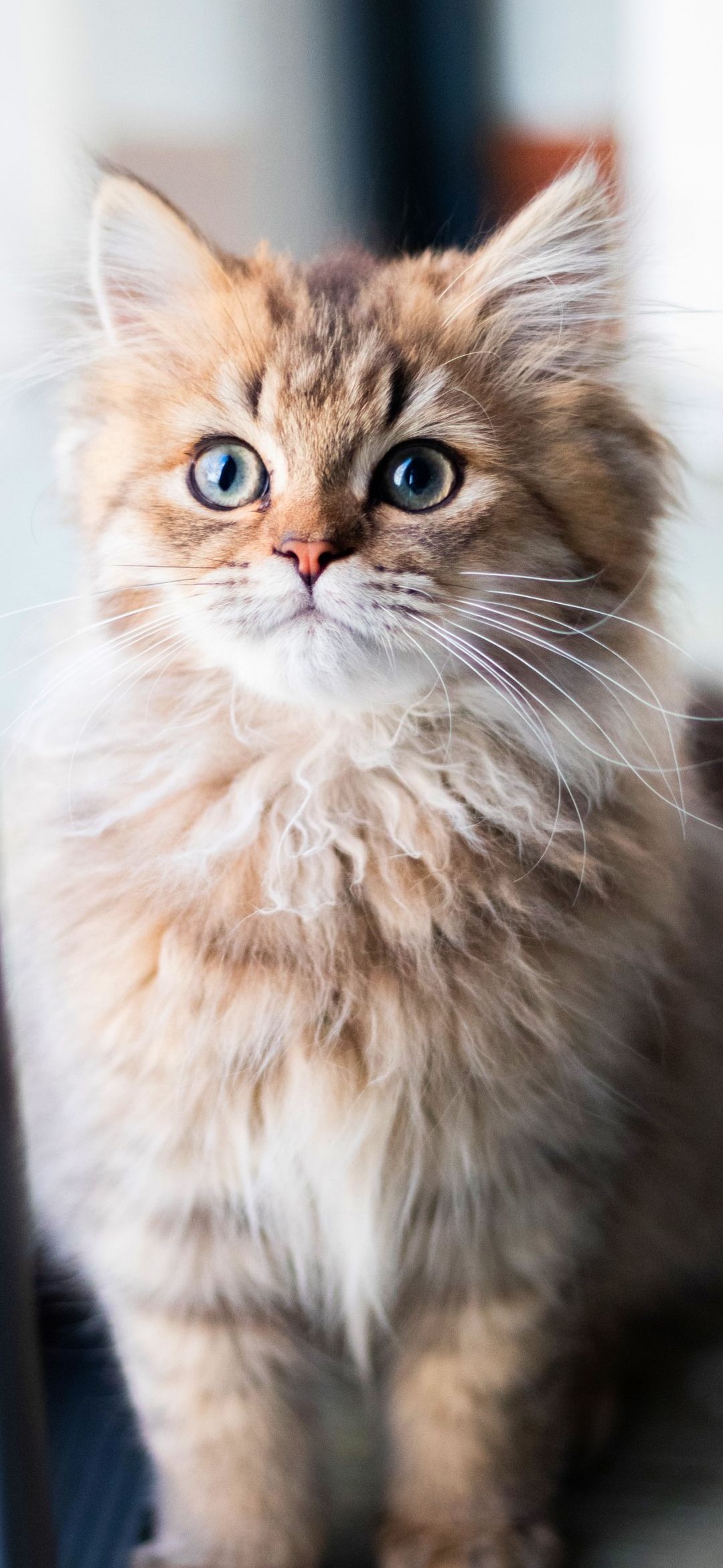 きょとんとした表情の猫 Redmi 9t Androidスマホ壁紙 待ち受け スマラン