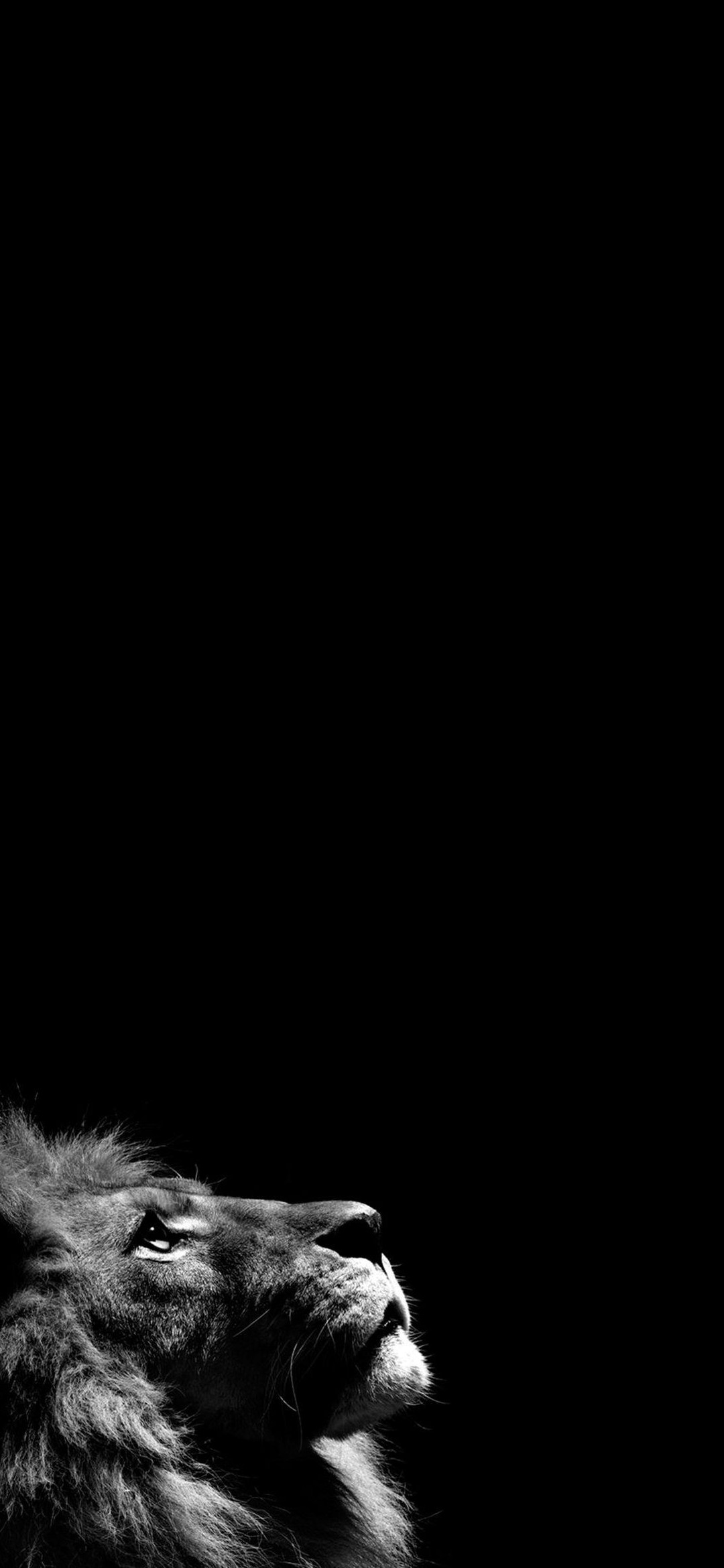 かっこいい百獣の王 ライオン Redmi 9t Androidスマホ壁紙 待ち受け スマラン