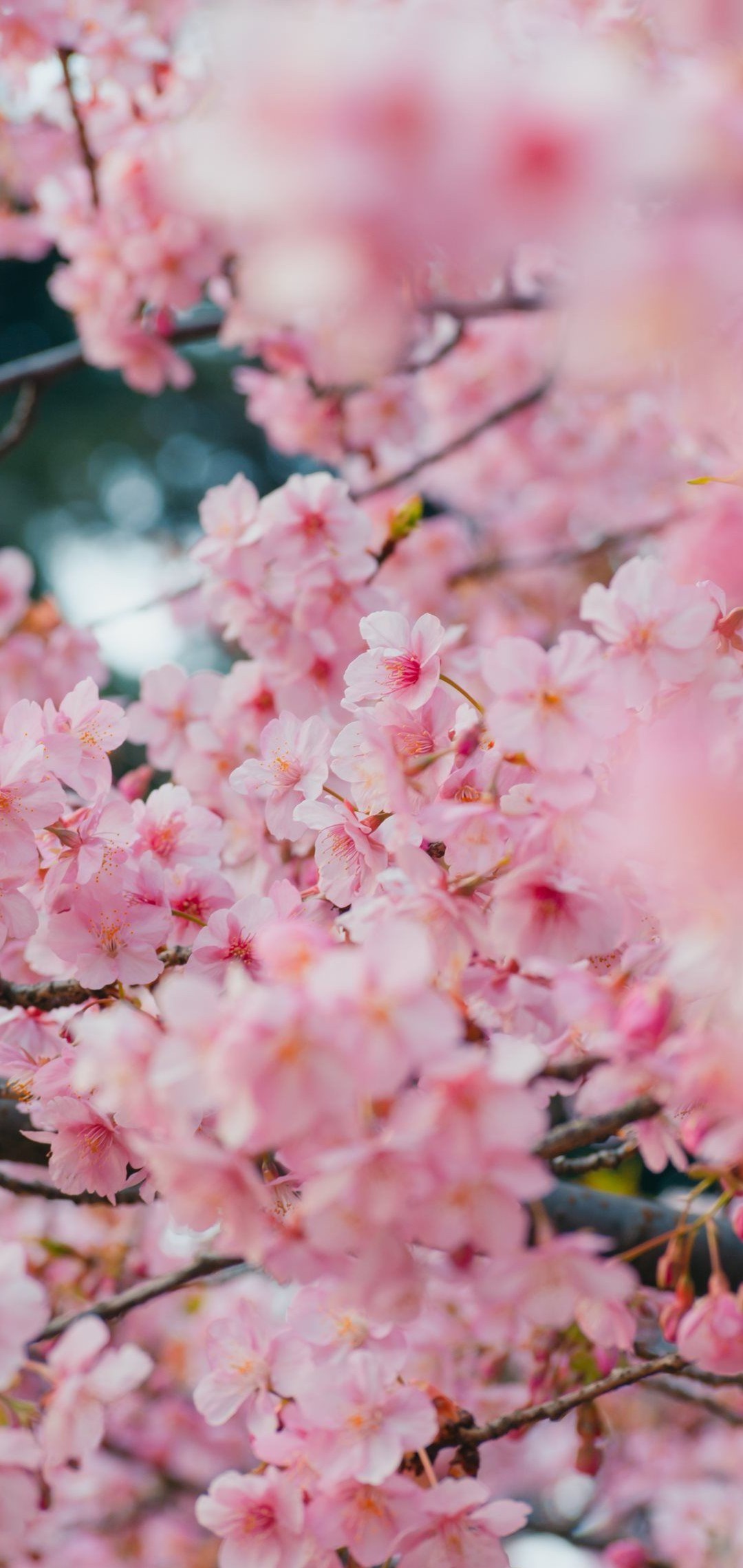 綺麗な満開の桜 Aquos Sense5g 壁紙 待ち受け スマラン