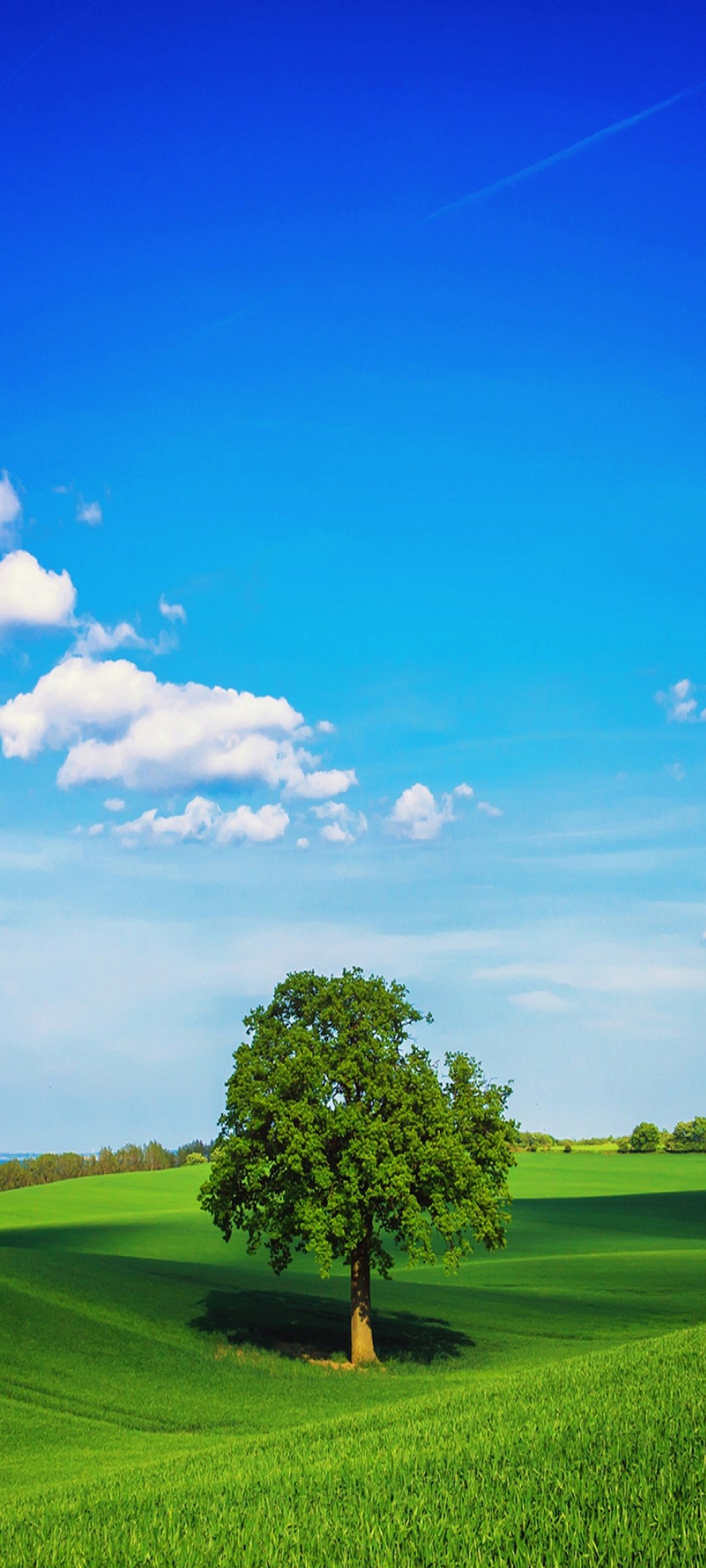 青空と緑の大木と丘陵 Oppo 3 Androidスマホ壁紙 待ち受け スマラン