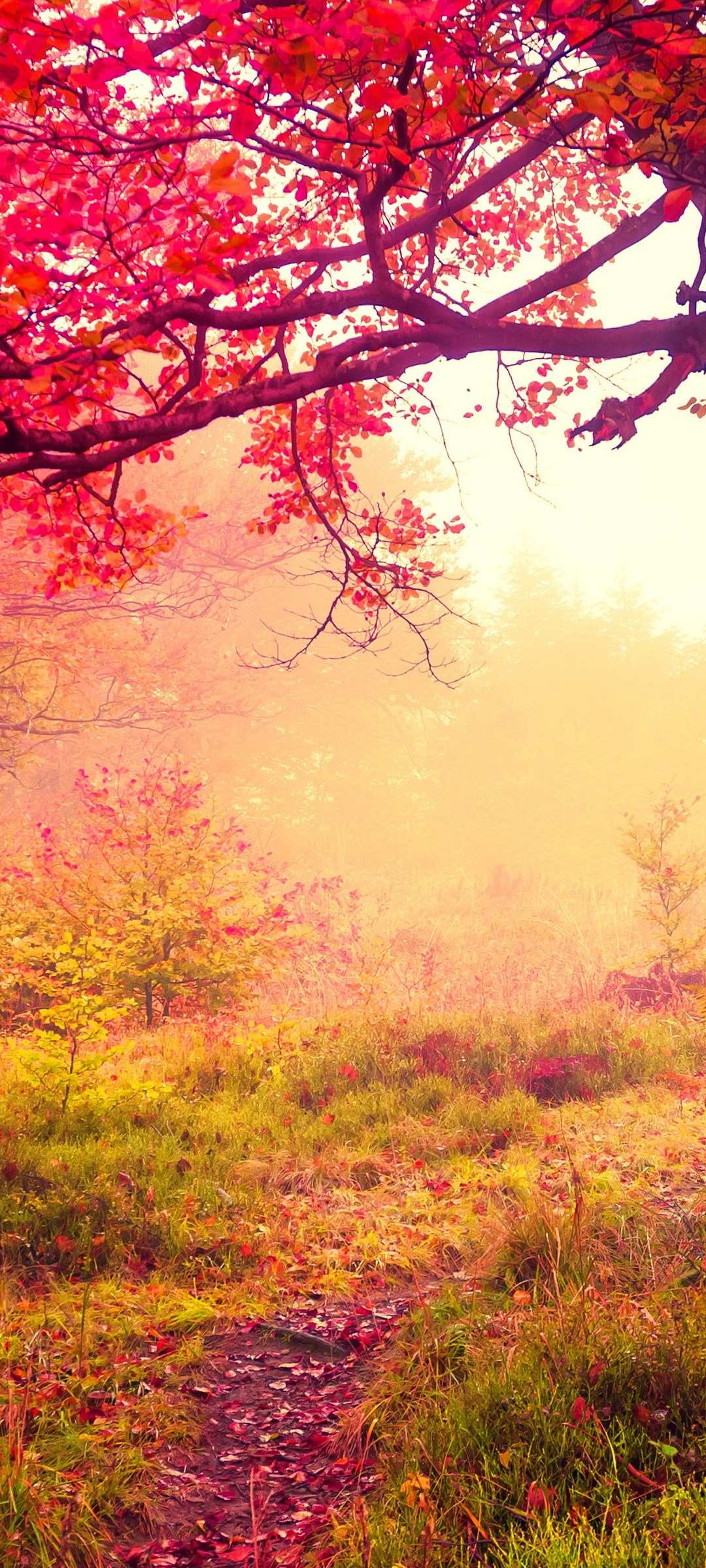 極彩色 秋の風景紅葉 山道 Galaxy S21 5g 壁紙 待ち受け スマラン