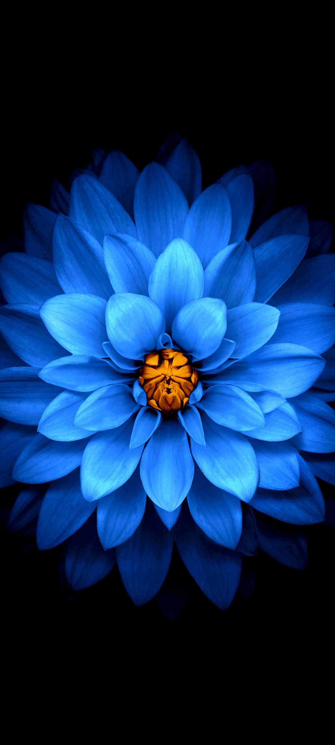 綺麗な青い花 正面 Oppo Reno5 A Androidスマホ壁紙 待ち受け スマラン