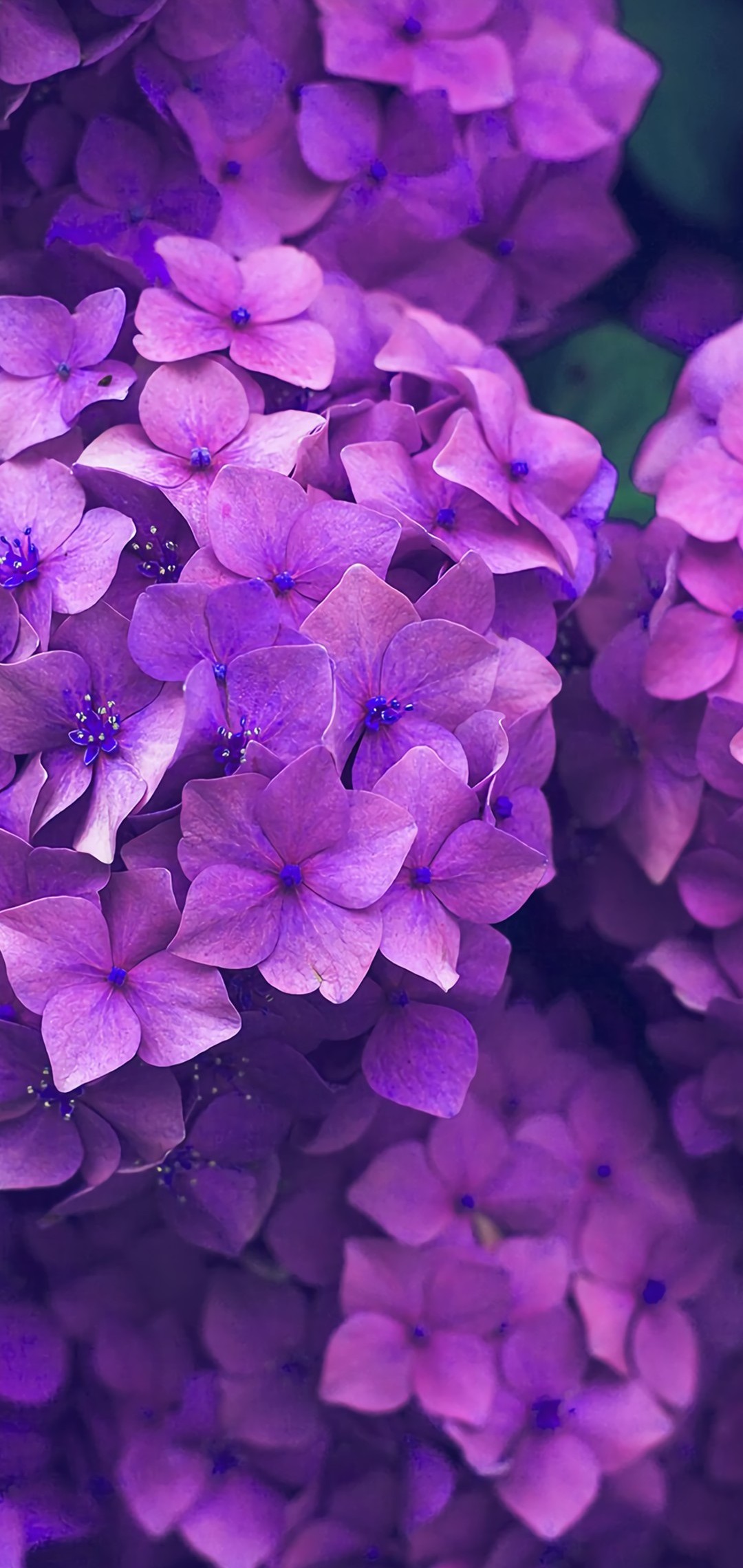 綺麗な紫の紫陽花 Oppo R15 Pro 壁紙 待ち受け スマラン