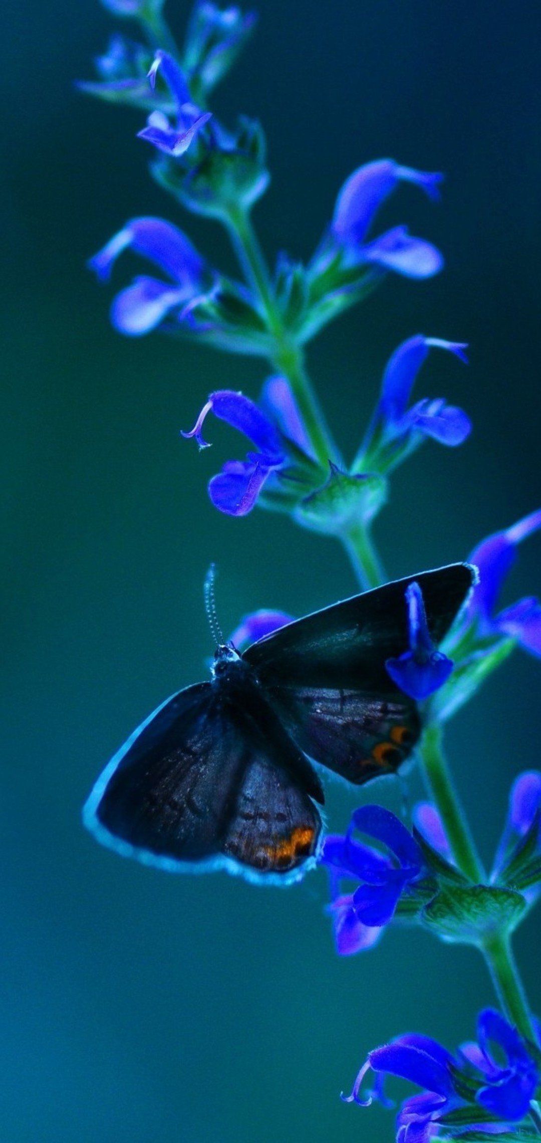紫の花と黒い蝶 Aquos Sense4 Basic Androidスマホ壁紙 待ち受け スマラン