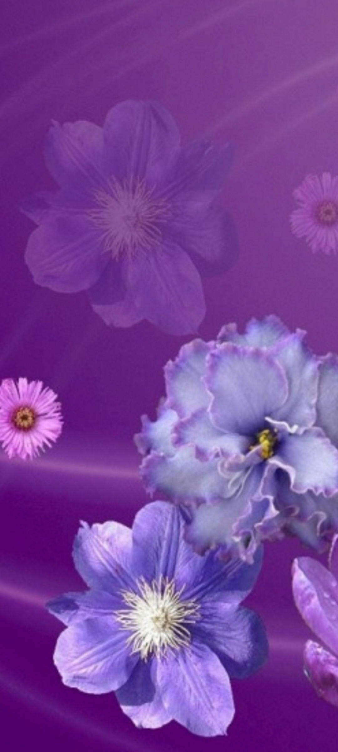 紫 ピンクの花 Oppo Reno3 5g Androidスマホ壁紙 待ち受け スマラン