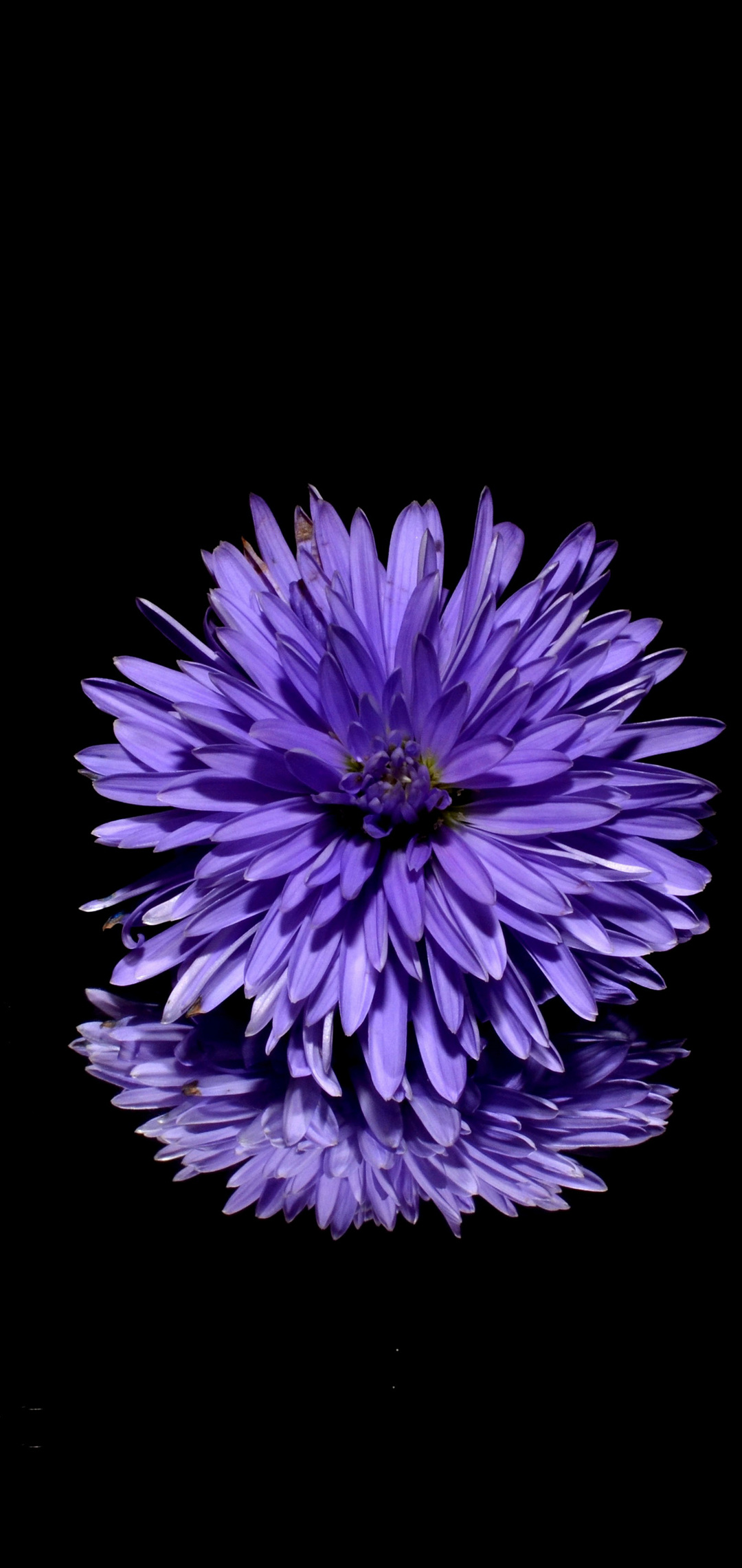 鏡面する紫の花 Huawei P Lite 壁紙 待ち受け スマラン