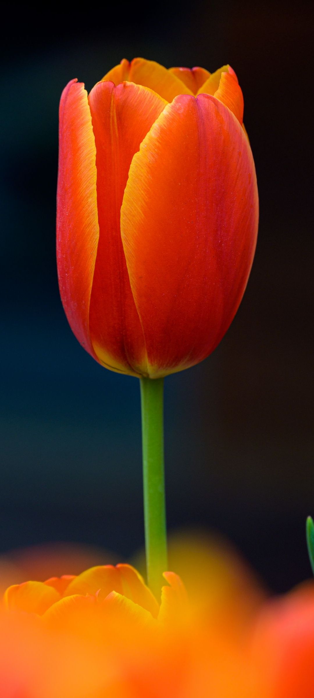 綺麗な赤いチューリップの花 Zenfone 7 Pro Androidスマホ壁紙 待ち受け スマラン