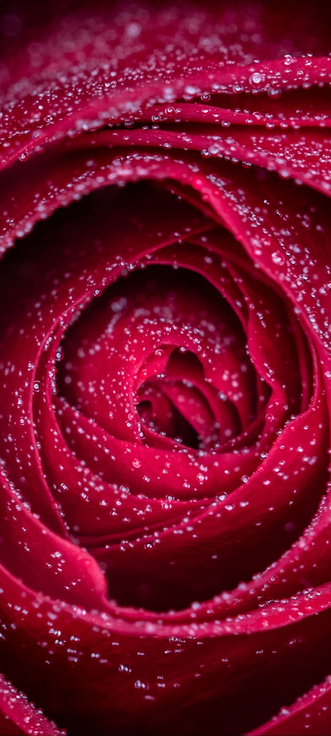 小さな水滴がついた赤い薔薇 Oppo Reno3 A Androidスマホ壁紙 待ち受け スマラン